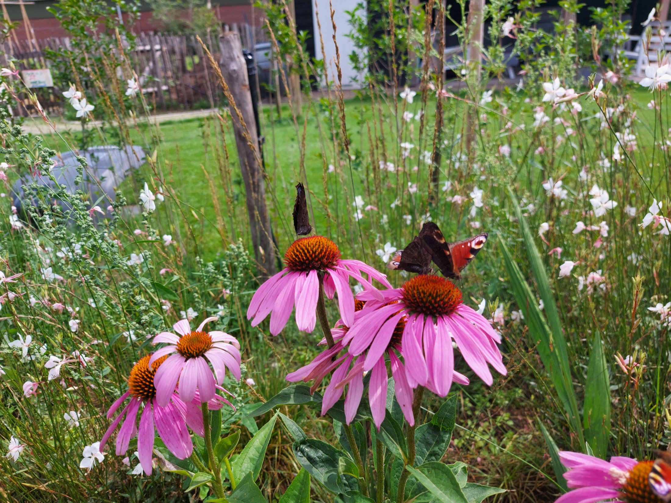 Bloementuin in Kilder