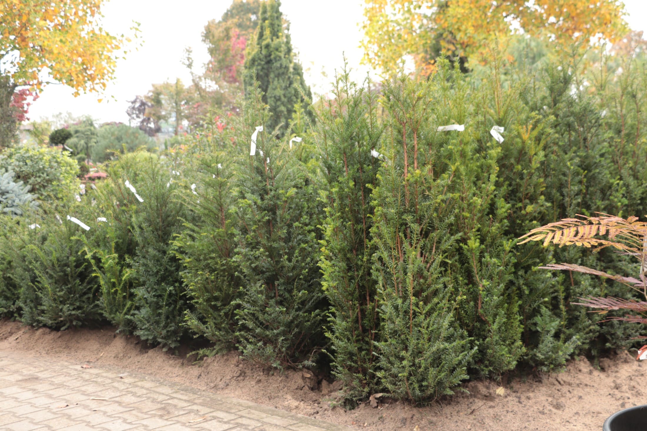 Groeiend Groen Groeiend Groen Plantencentrum