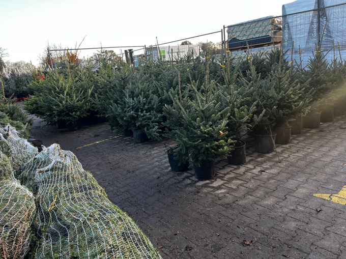 Kerstbomen