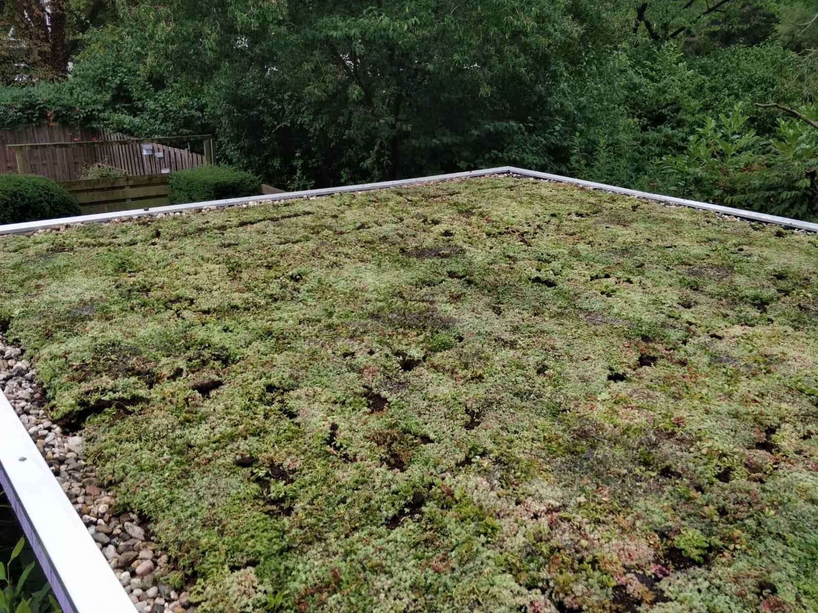 Sedumdaken Sedumdaken